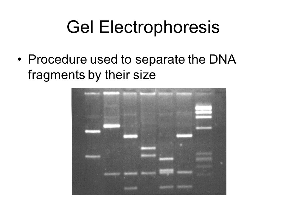 Gel Electrophoresis Procedure used to separate the DNA fragments by their size