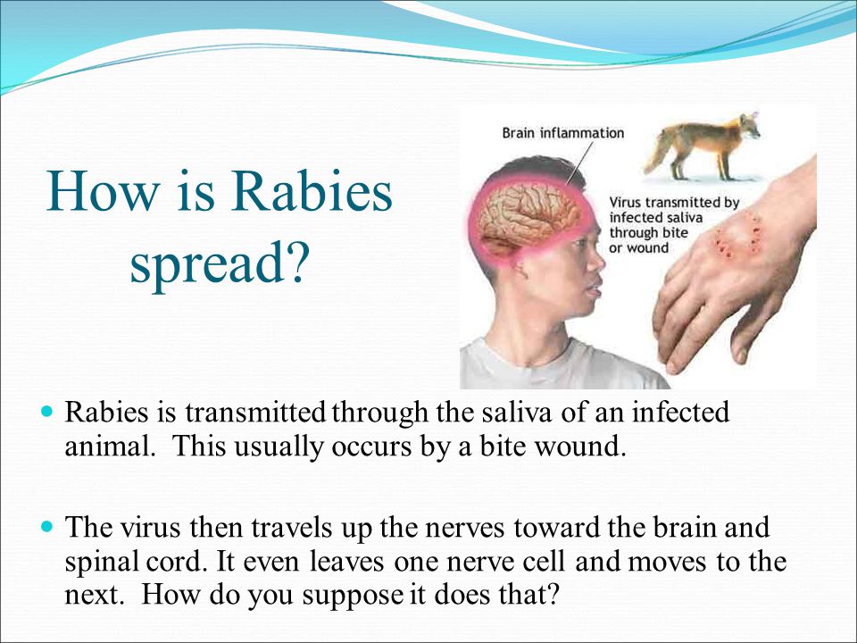 Rabies: The Killer Virus - ppt download