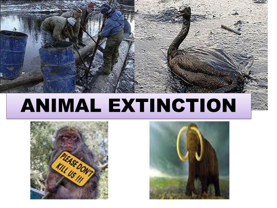 ANIMAL EXTINCTION