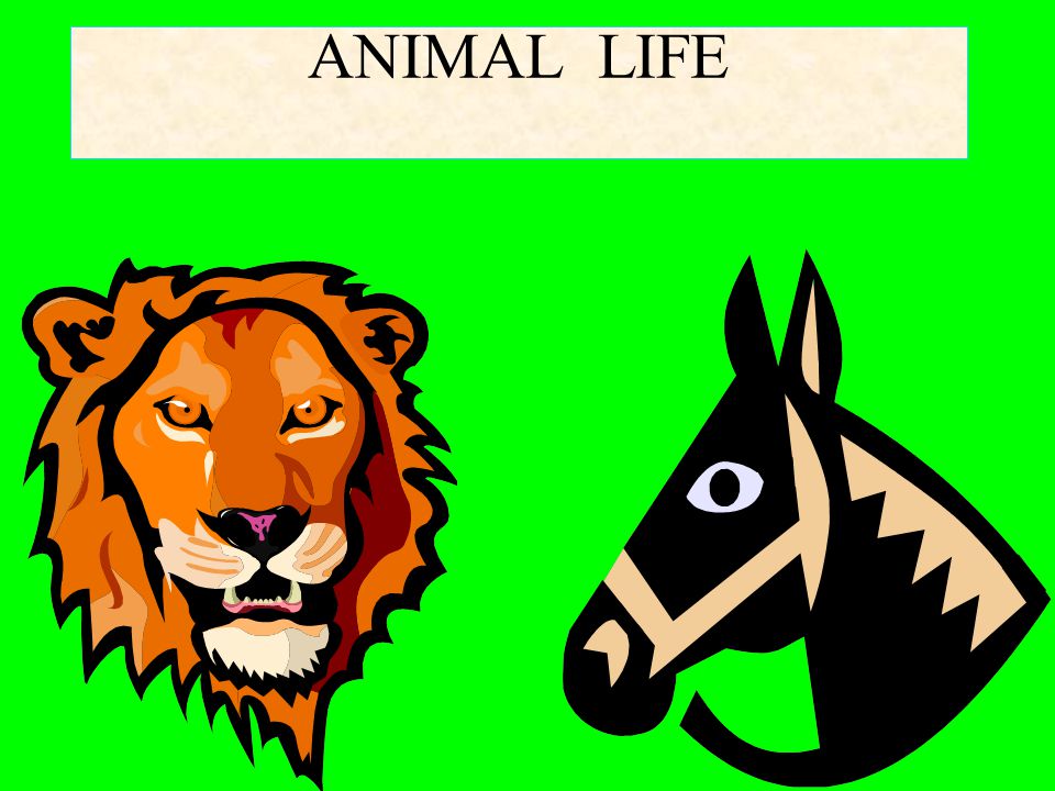 ANIMAL LIFE. ANIMAL LIFE PET ANIMALS 1 The dog guards our house. It eats  both meat and plants. It barks like “bow-bow”. - ppt download