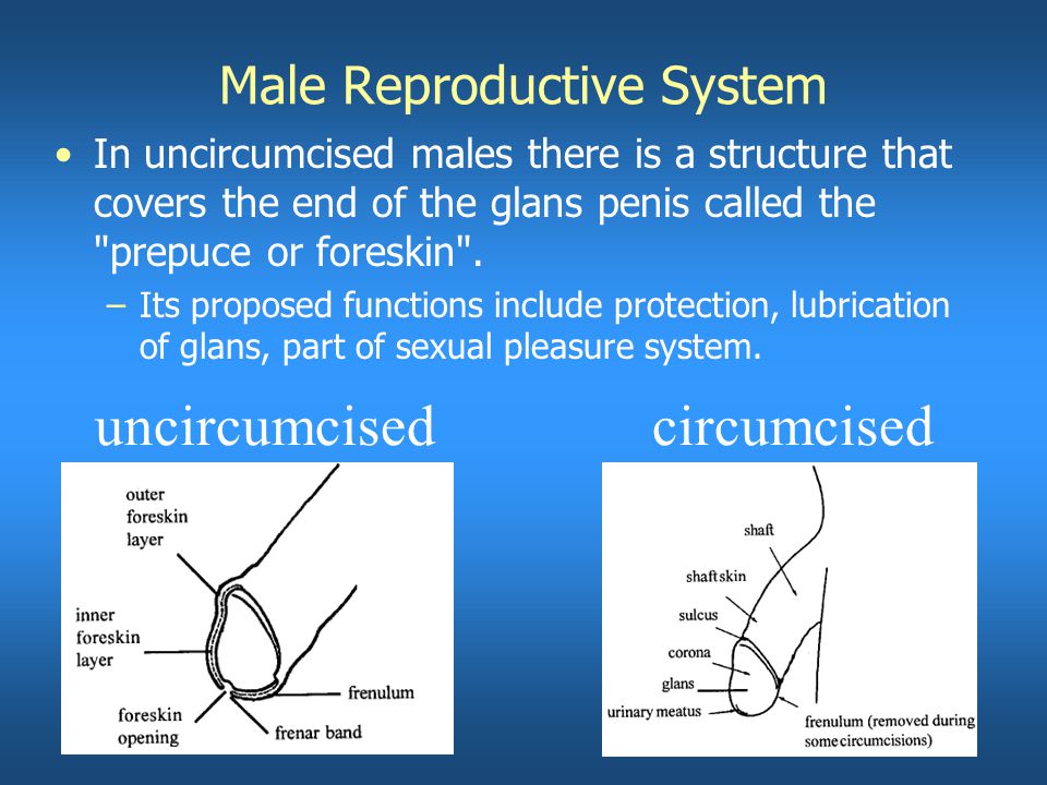 In uncircumcised males there is a structure that covers the end of the glan...