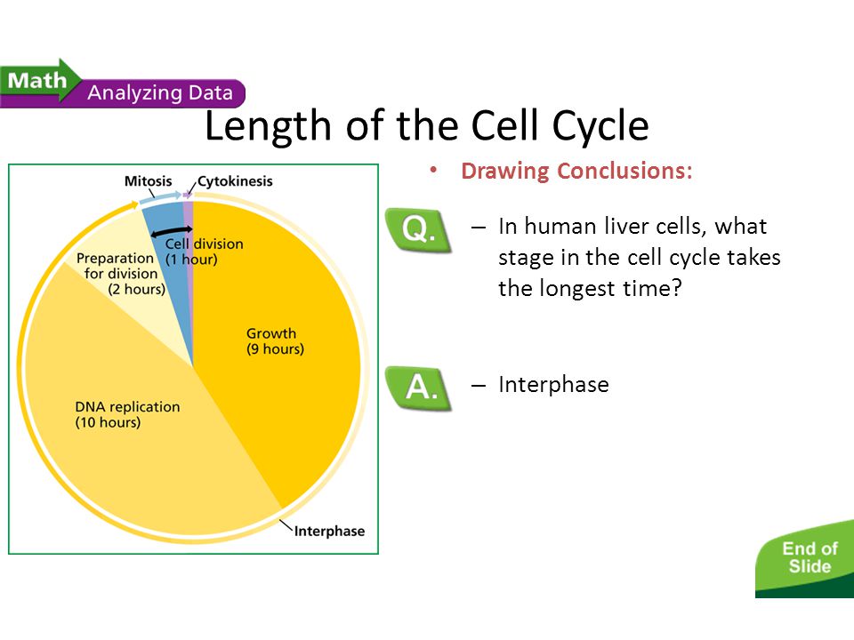 Length of the Cell Cycle - ppt video online download