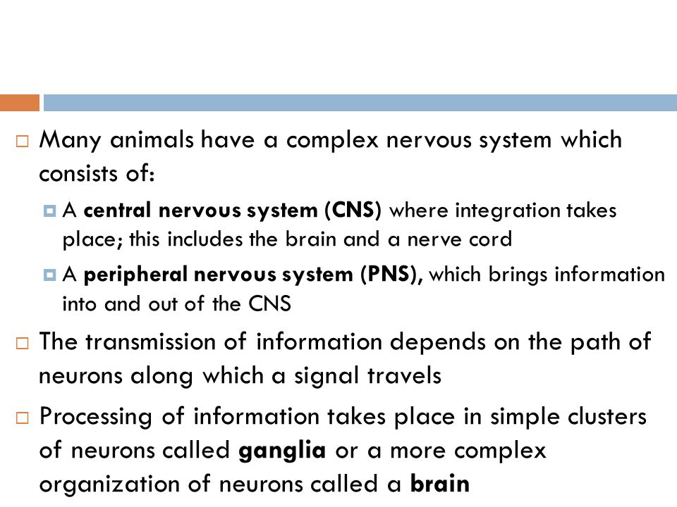 ANIMAL NERVOUS SYSTEM Chapter ppt download