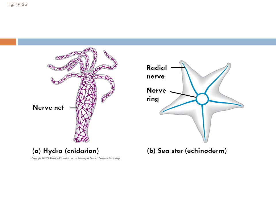 ANIMAL NERVOUS SYSTEM Chapter ppt download ANIMAL NERVOUS SYSTEM Chapter ppt download
