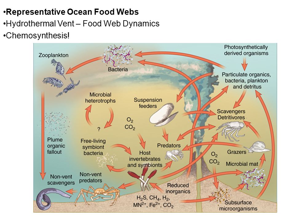 Hydrothermal Vents Food Web Biology Diagrams