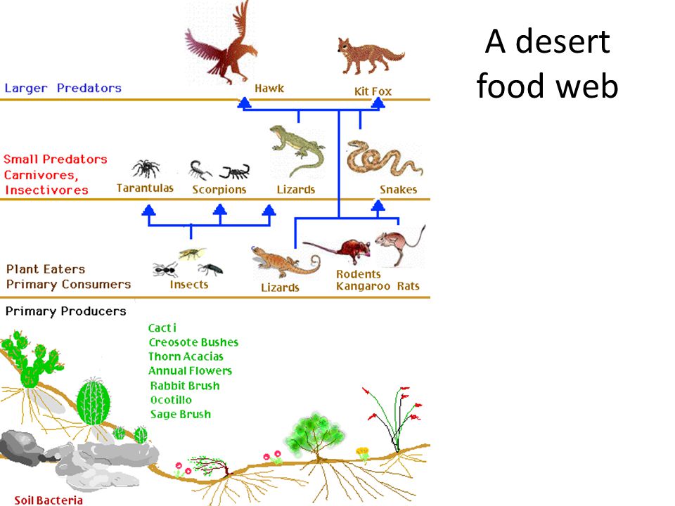 desert ecosystem producers consumers and decomposers