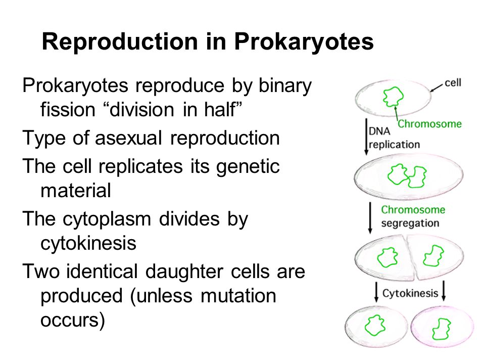 prokaryotes reproduce by means of ______