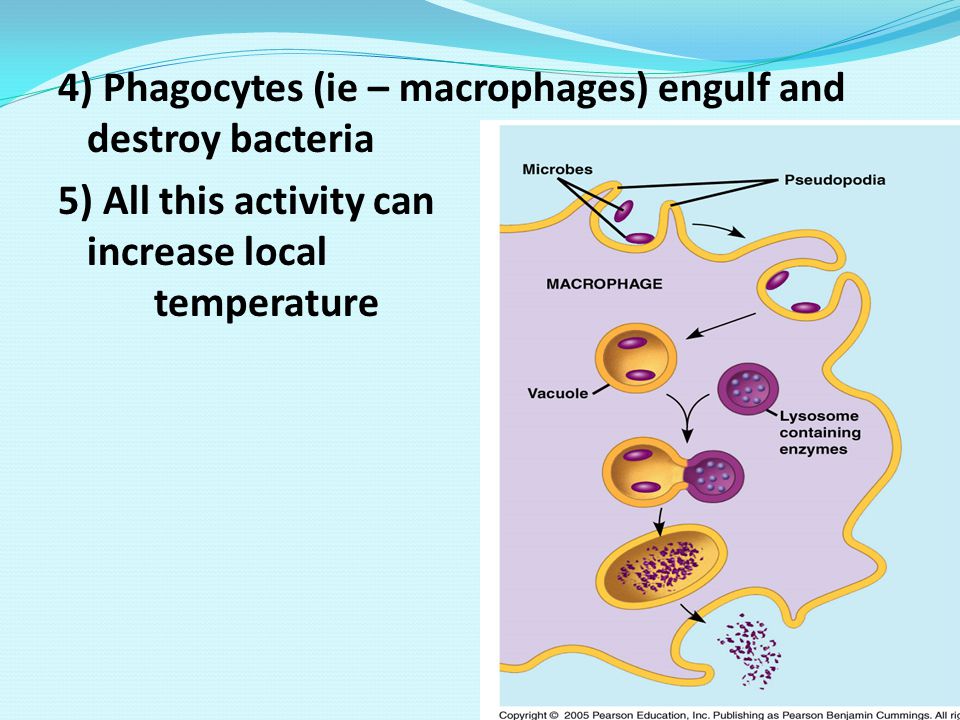 4) Phagocytes (ie – macrophages) engulf and destroy bacteria