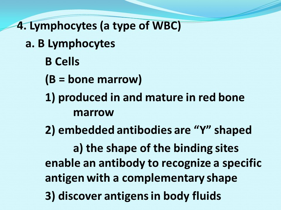 4. Lymphocytes (a type of WBC) a