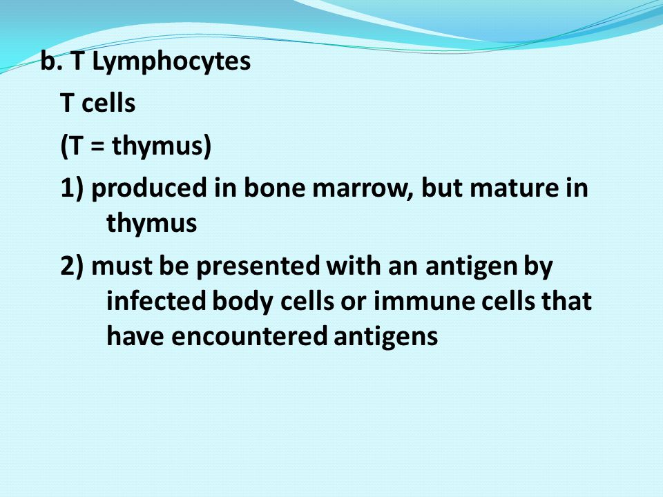 b. T Lymphocytes T cells. (T = thymus) 1) produced in bone marrow, but mature in thymus.
