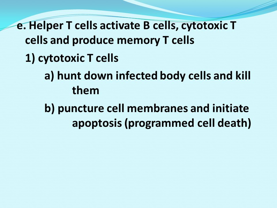 e. Helper T cells activate B cells, cytotoxic T cells and produce memory T cells