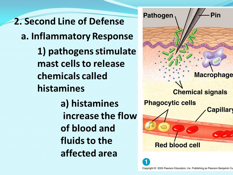 2. Second Line of Defense a. Inflammatory Response. 1) pathogens stimulate mast cells to release chemicals called histamines.