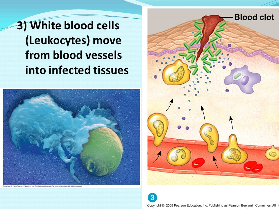 3) White blood cells. (Leukocytes) move. from blood vessels