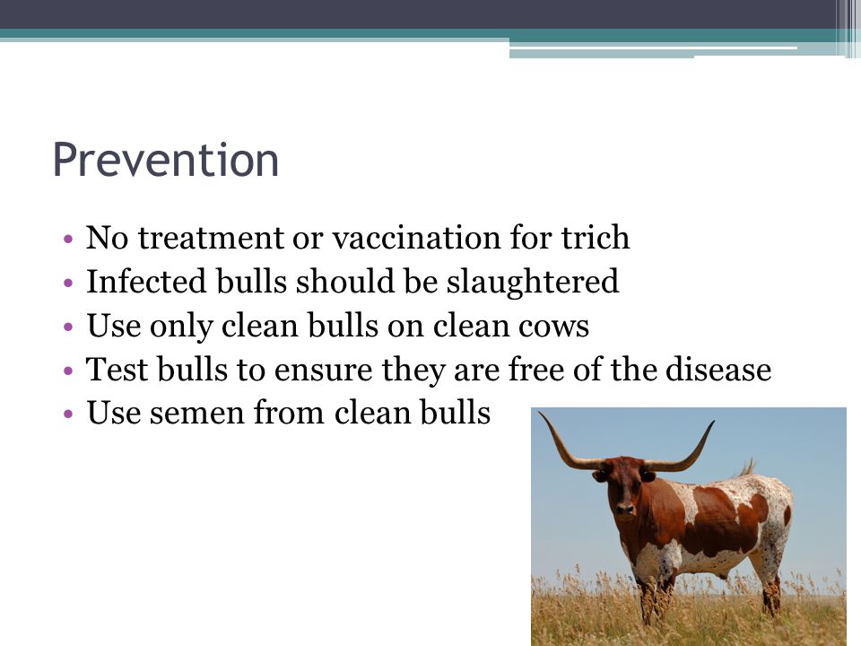 Diseases and Parasites of Beef Cattle - ppt video online download