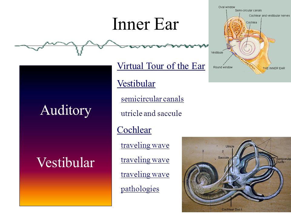 Inner Ear Auditory Vestibular Virtual Tour of the Ear Vestibular