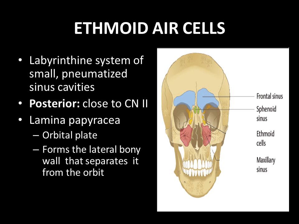 Paranasal Sinuses Anatomy Physiology And Diseases Ppt Video Online Download Paranasal Sinuses Anatomy Physiology And Diseases Ppt Video Online Download