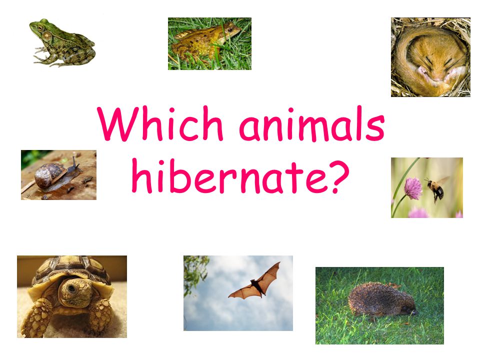 Which animals hibernate? - ppt video online download