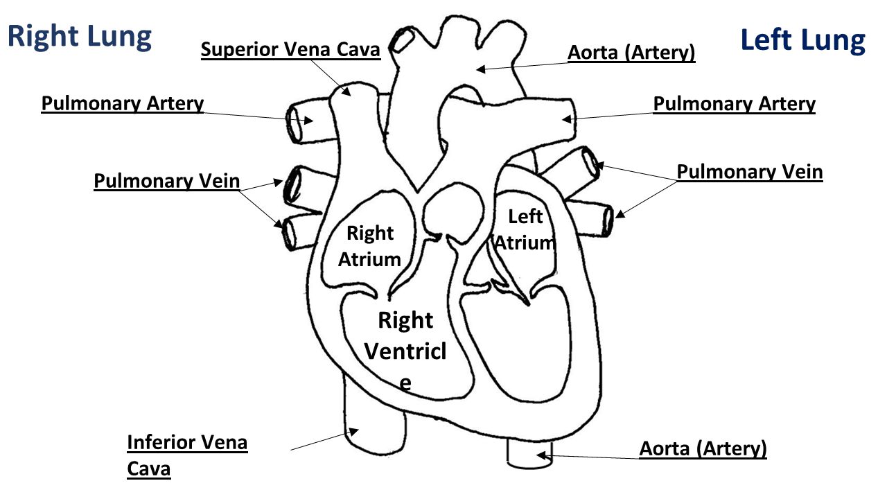 Right Lung Left Lung Left Right Ventricle Ventricle Superior Vena Cava