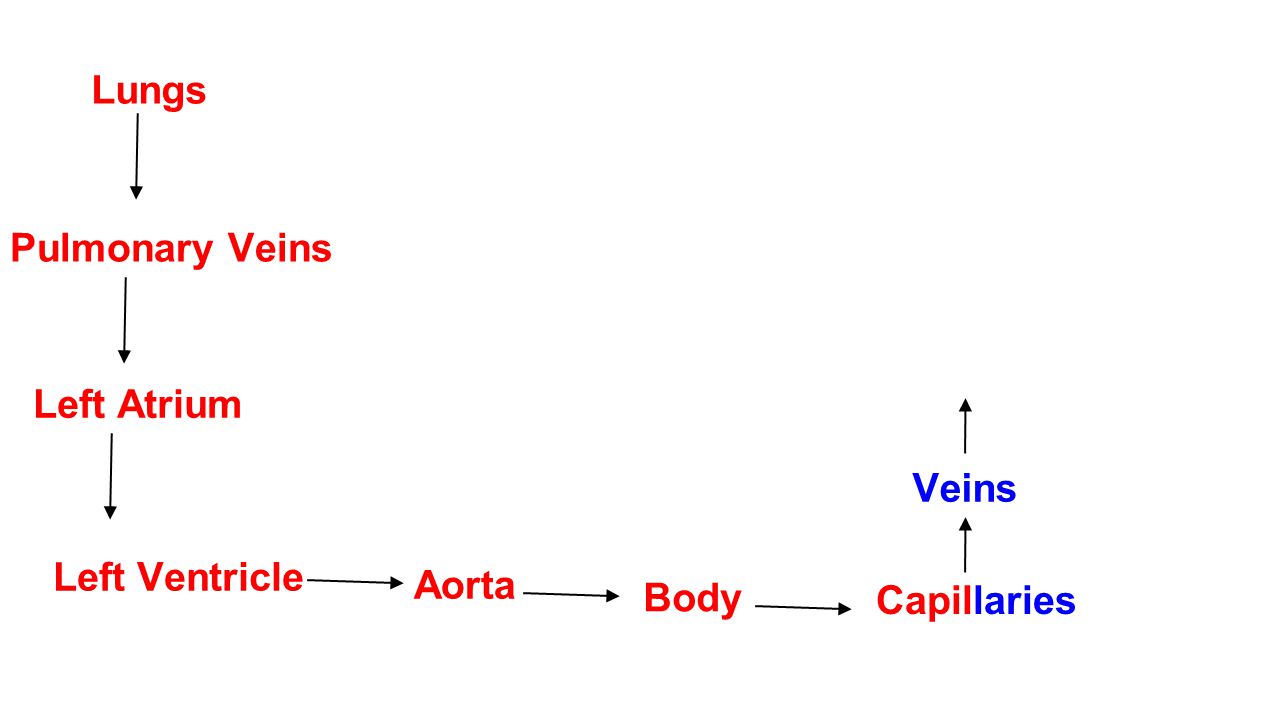 Lungs Pulmonary Veins. Superior Vena Cava. Inferior Vena Cava. Left Atrium. Veins. Left Ventricle.