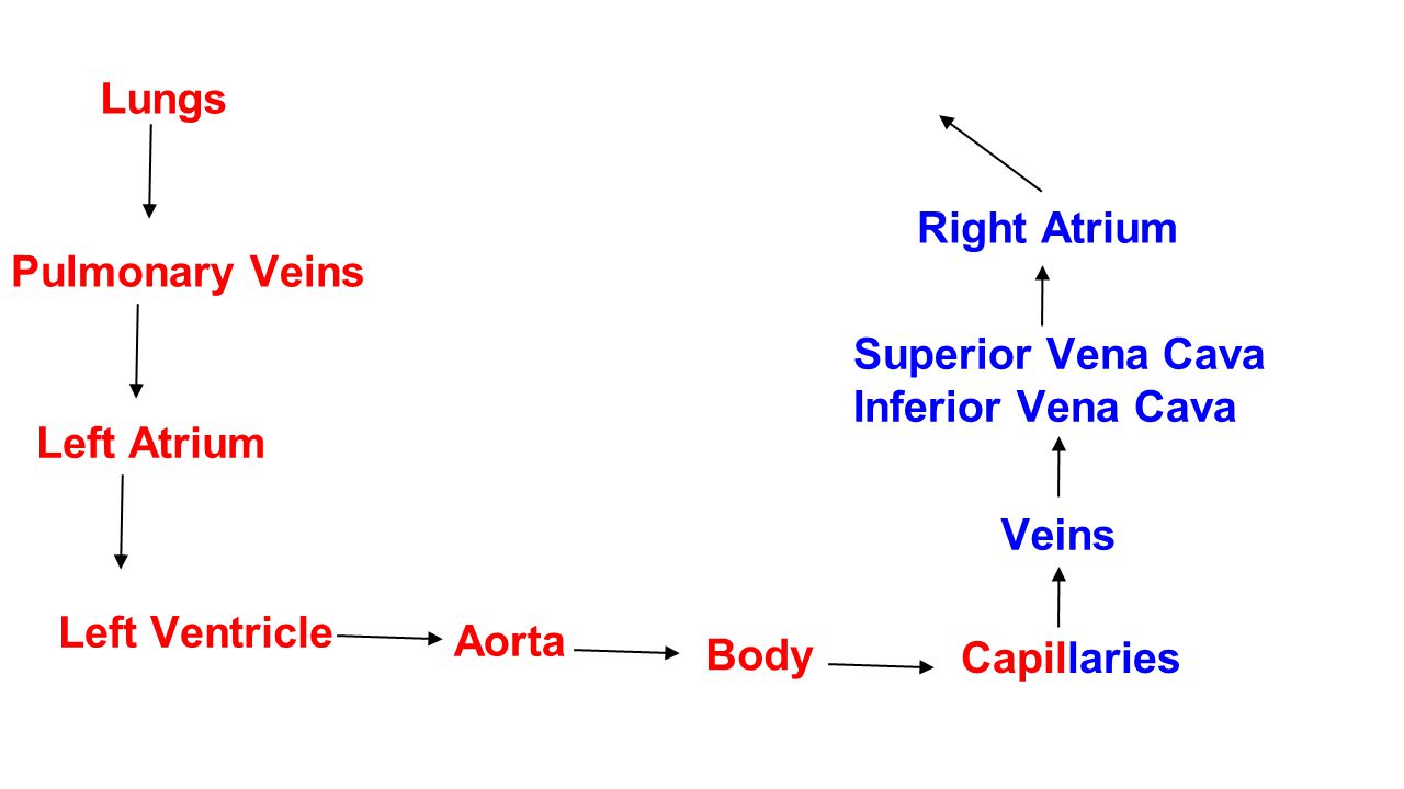 Right Ventricle Lungs. Right Atrium. Pulmonary Veins. Superior Vena Cava. Inferior Vena Cava. Left Atrium.