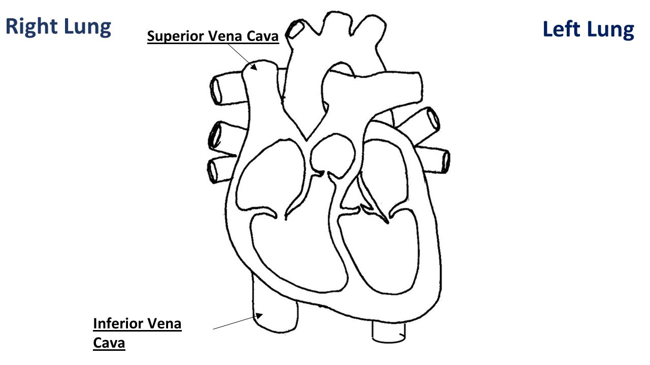 Right Lung Left Lung Superior Vena Cava Pulmonary Vein Pulmonary Vein