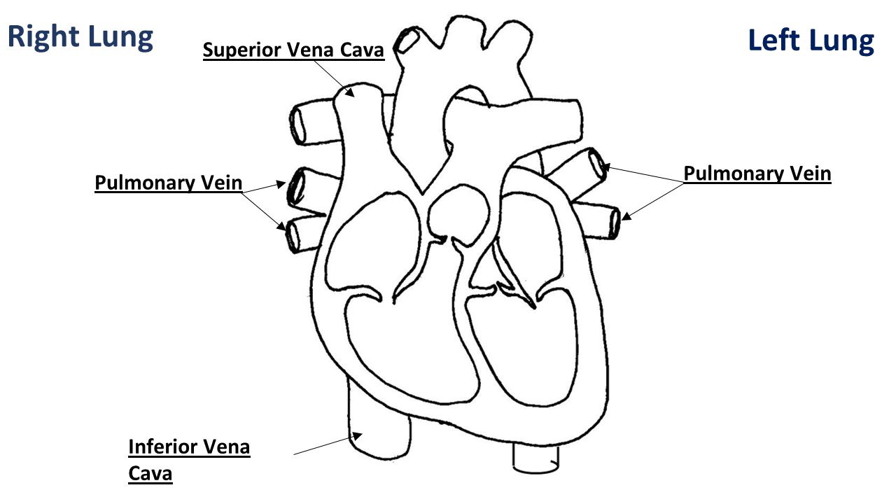 Right Lung Left Lung Superior Vena Cava Aorta (Artery) Pulmonary Vein