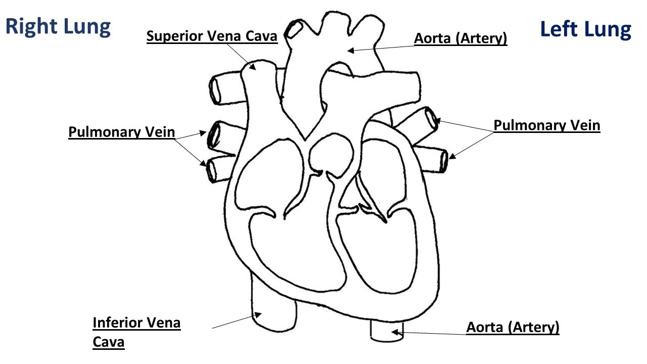 Right Lung Left Lung Superior Vena Cava Aorta (Artery)