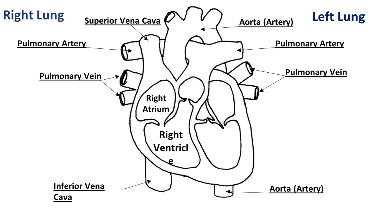 Right Lung Left Lung Right Ventricle Superior Vena Cava Aorta (Artery)