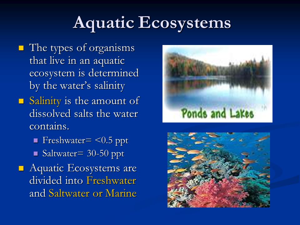 Freshwater Ecosystems Lakes, Rivers and Streams - ppt video online download
