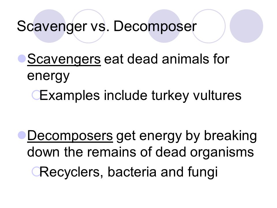 Scavenger vs. Decomposer