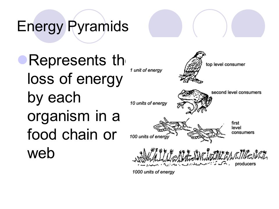 Represents the loss of energy by each organism in a food chain or web