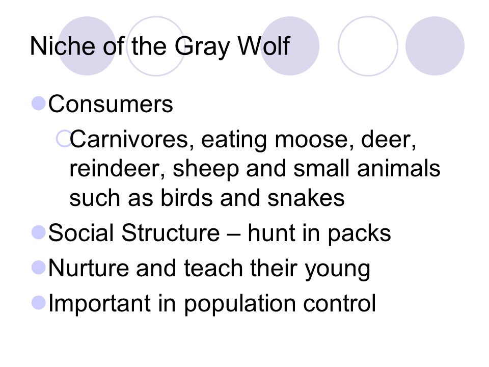 Niche of the Gray Wolf Consumers