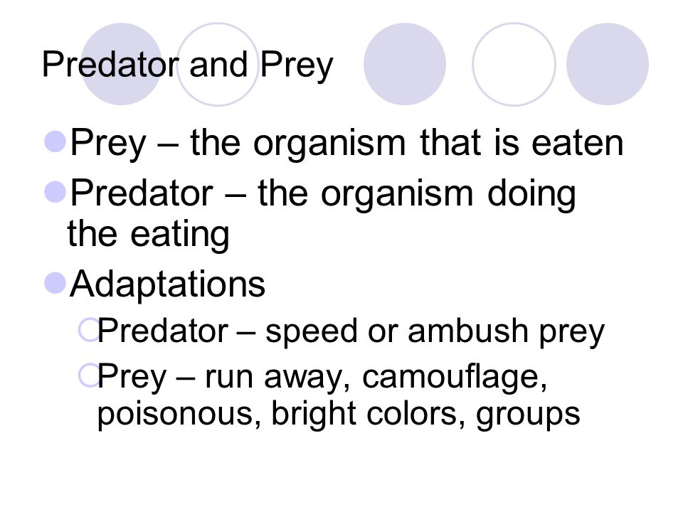Prey – the organism that is eaten