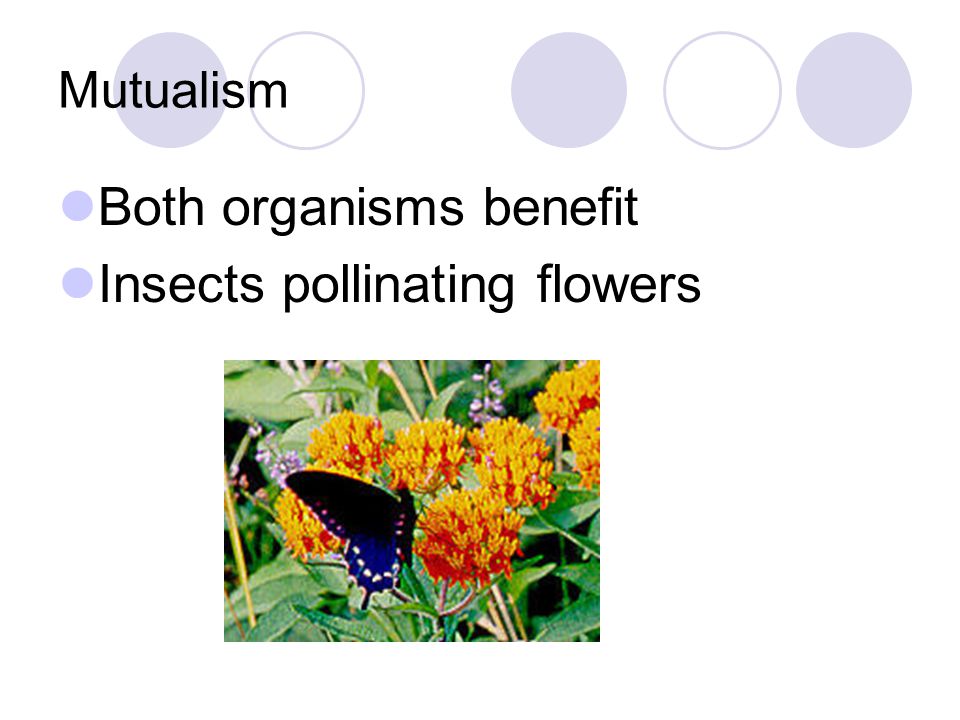 Both organisms benefit Insects pollinating flowers