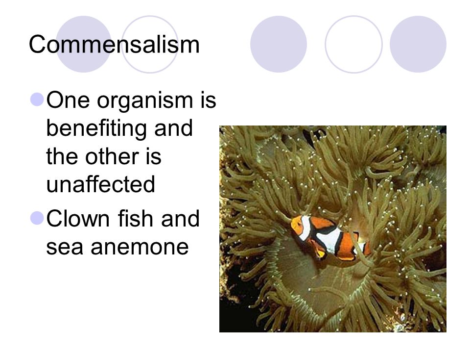 Commensalism One organism is benefiting and the other is unaffected