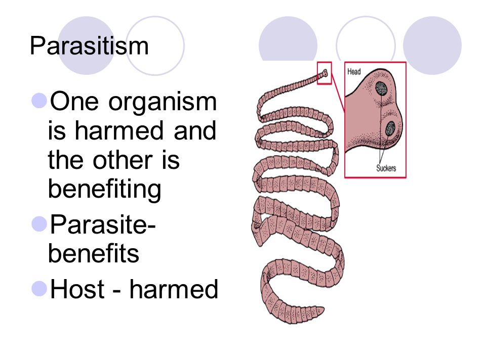 One organism is harmed and the other is benefiting