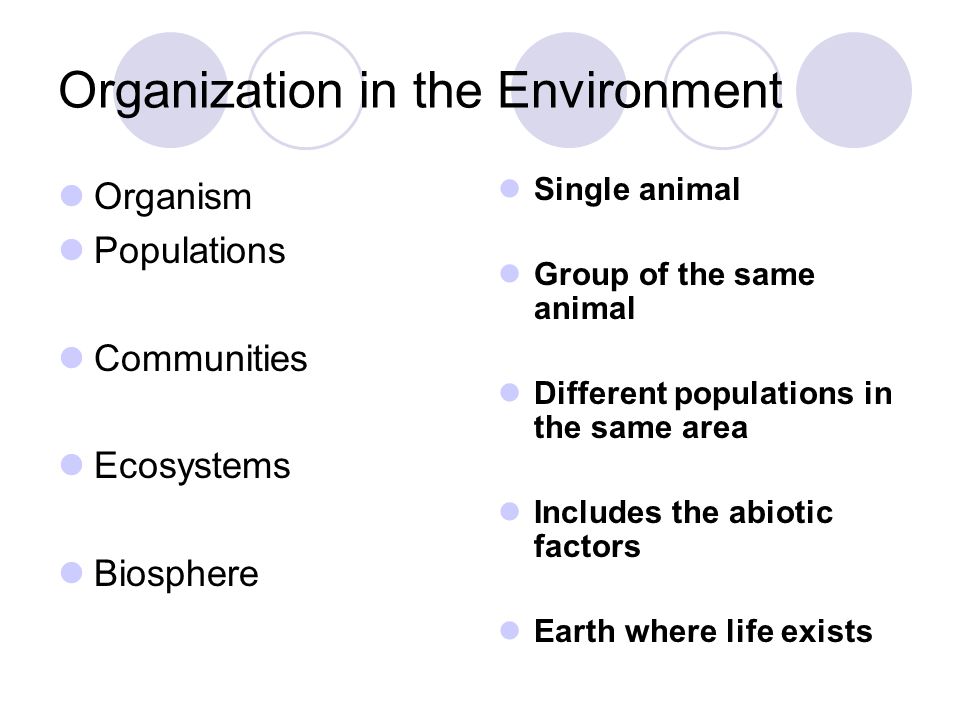 Organization in the Environment