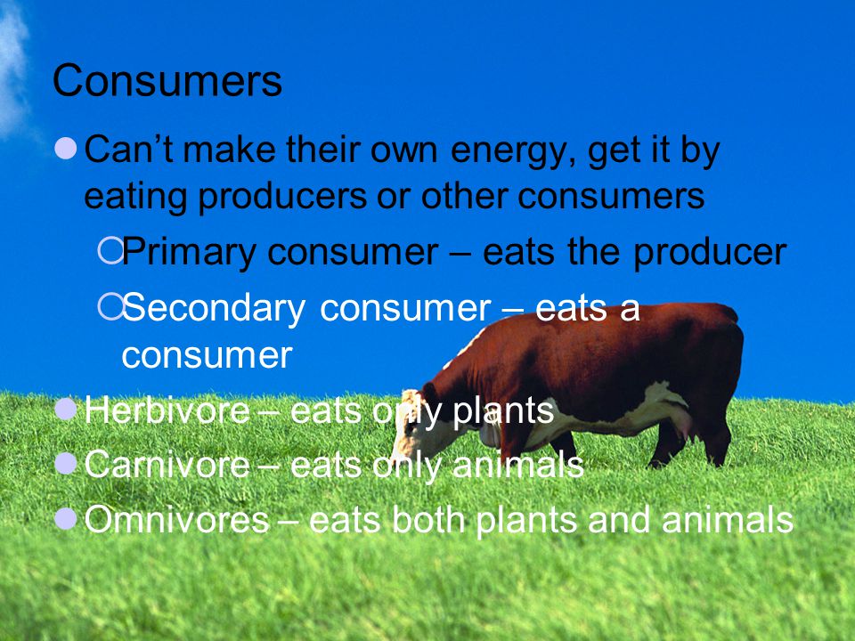 Consumers Primary consumer – eats the producer