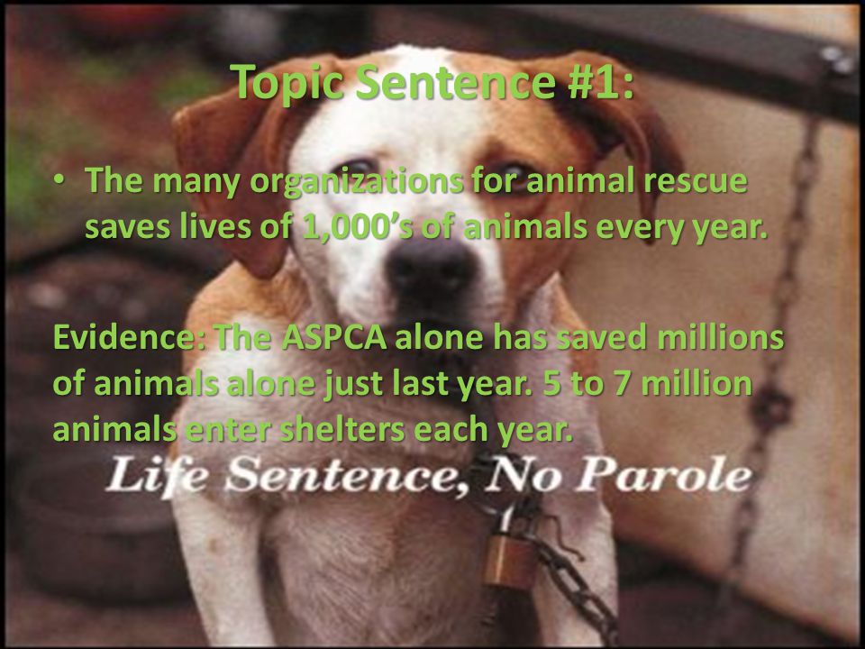 Topic Sentence #1: The many organizations for animal rescue saves lives of 1,000’s of animals every year.
