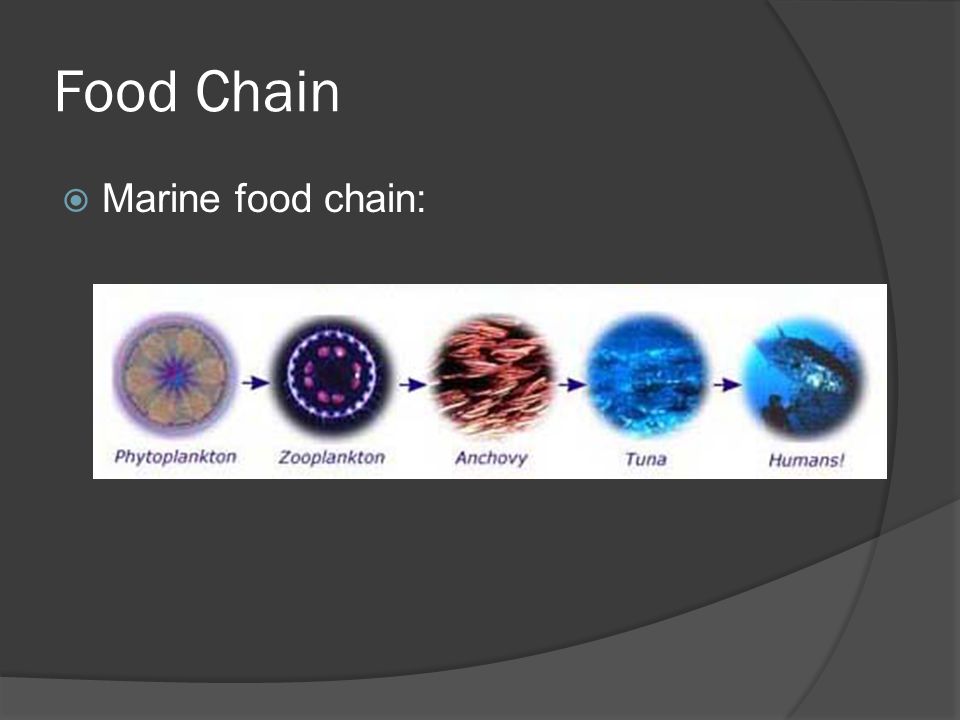Food Chain Marine food chain: