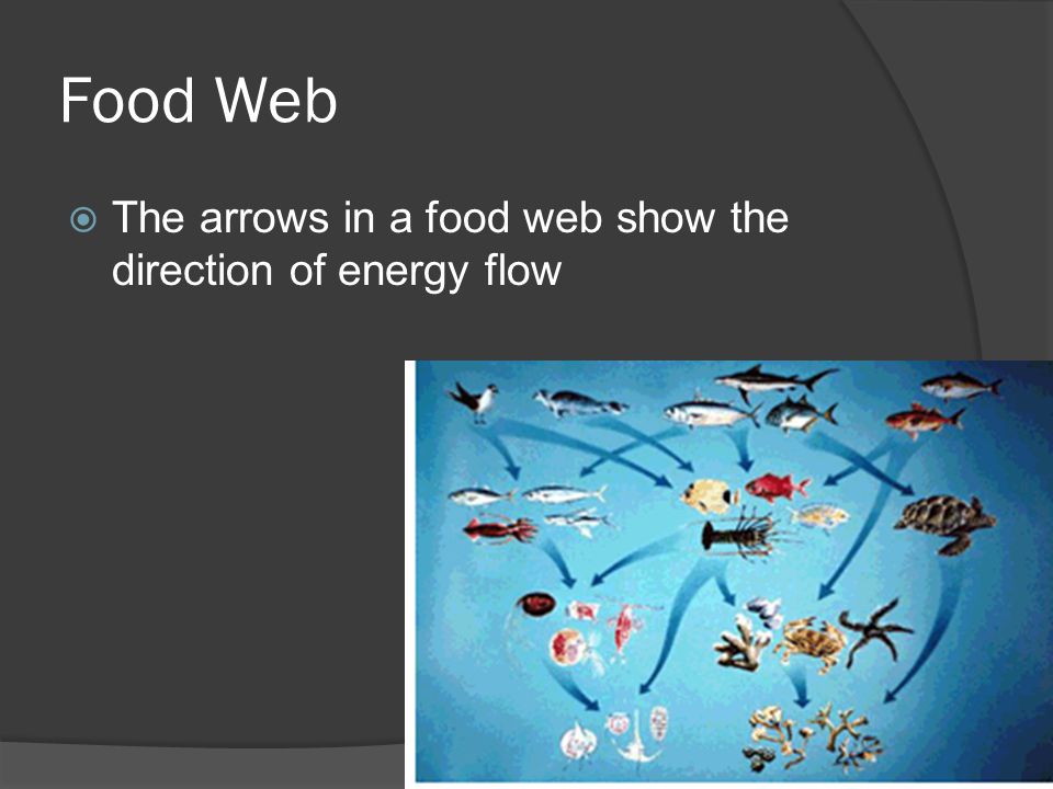 Food Web The arrows in a food web show the direction of energy flow