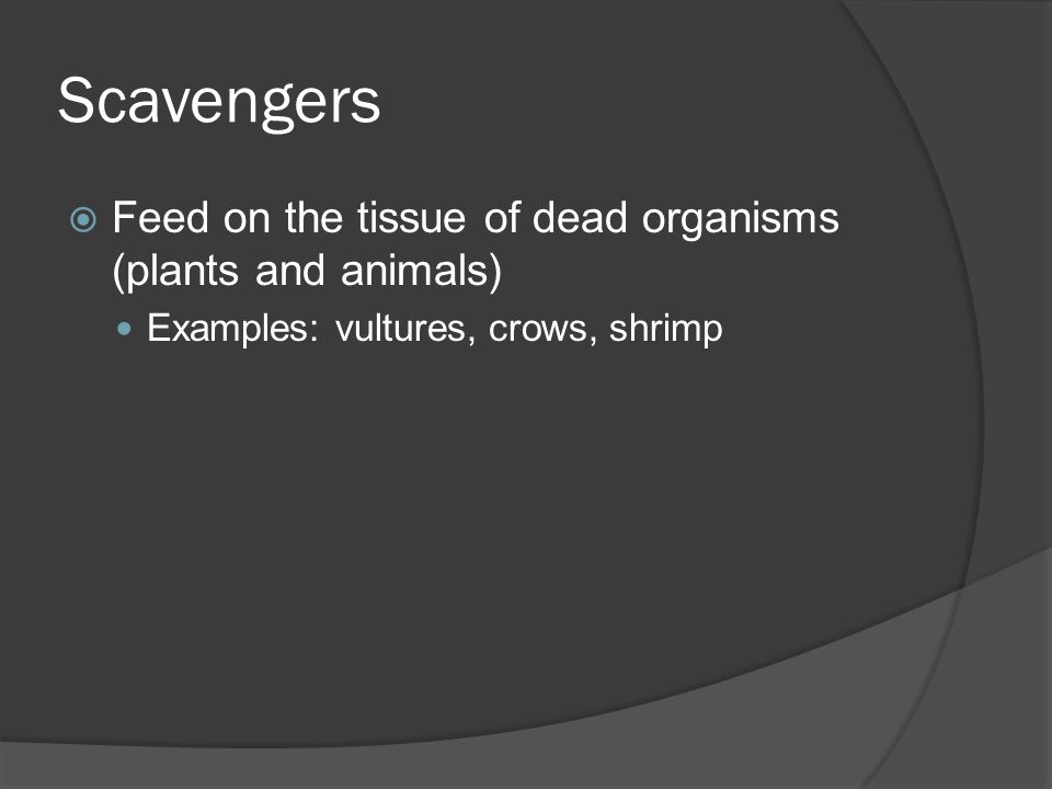 Scavengers Feed on the tissue of dead organisms (plants and animals)