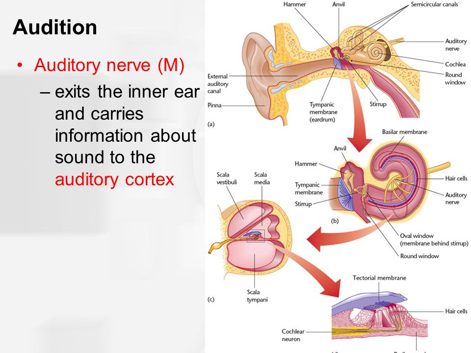 Audition Auditory nerve (M)