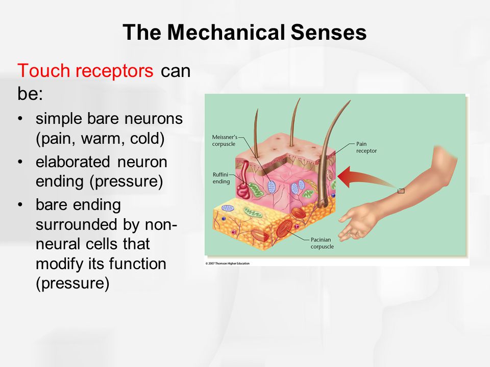 The Mechanical Senses Touch receptors can be: