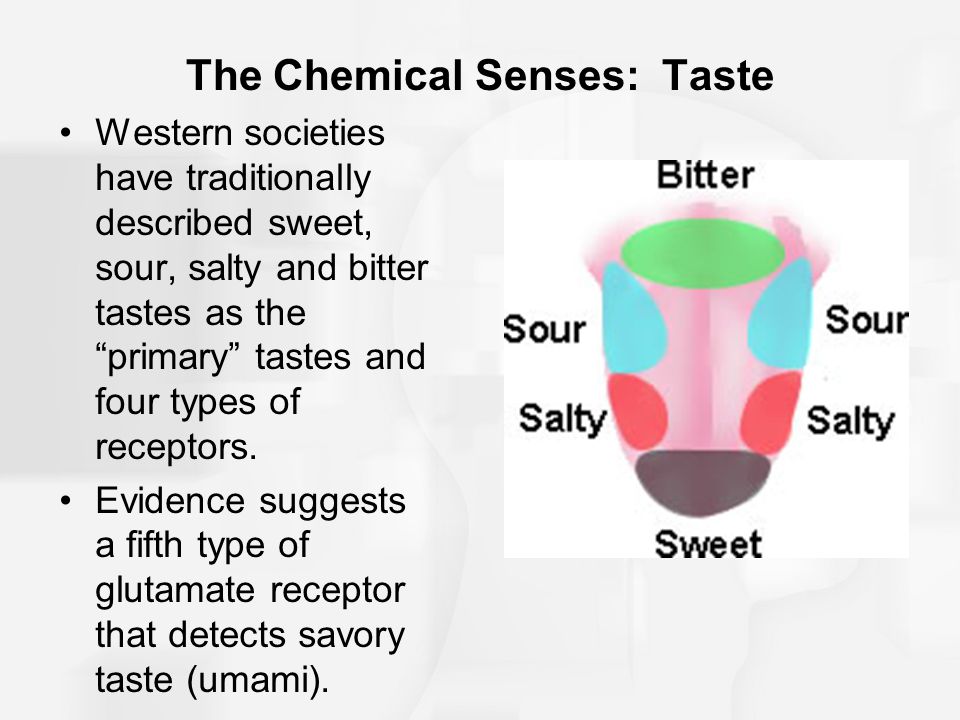 The Chemical Senses: Taste