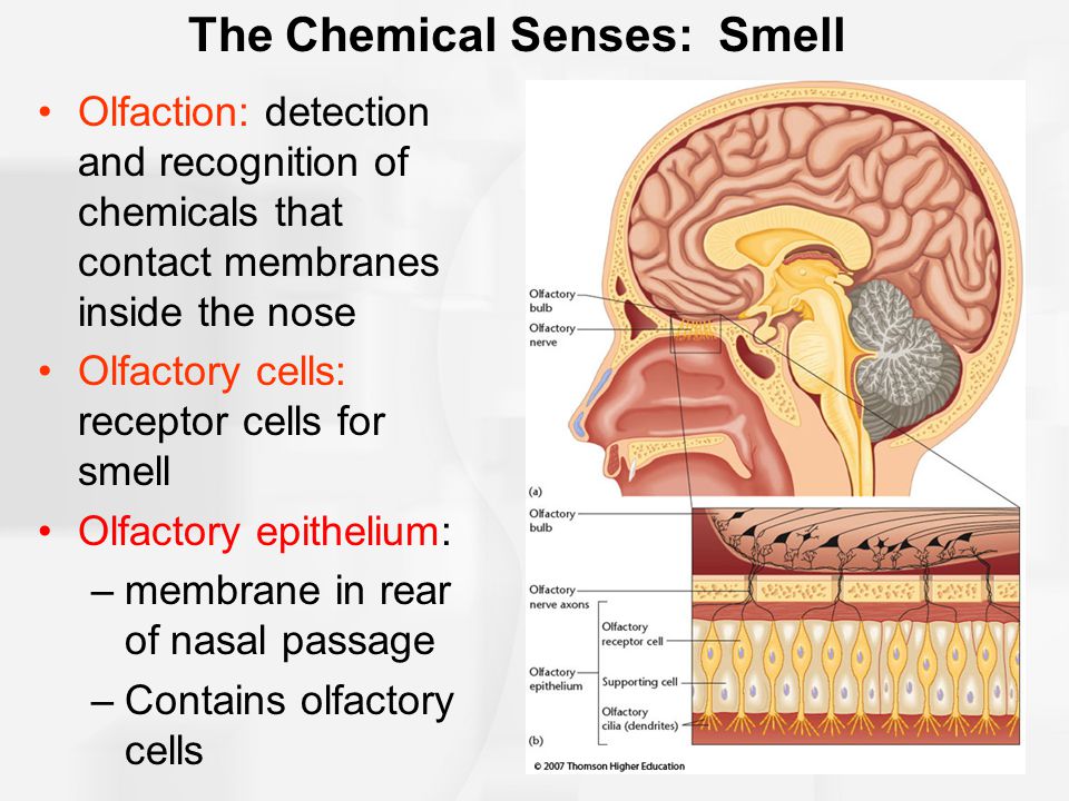 The Chemical Senses: Smell