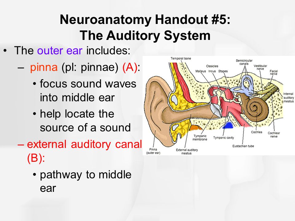 Neuroanatomy Handout #5: The Auditory System