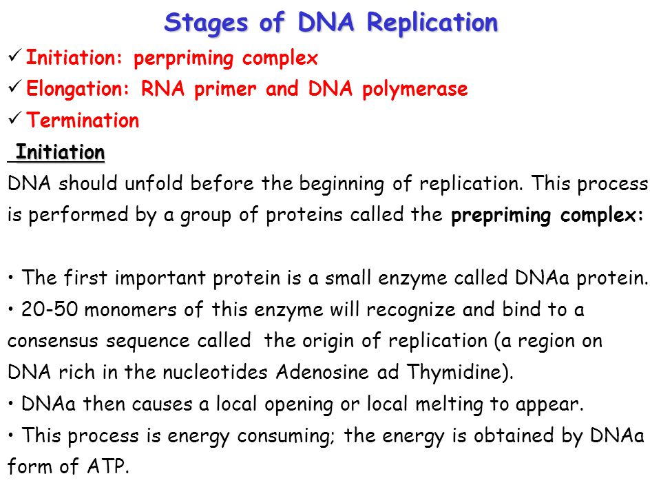 Stages of DNA Replication