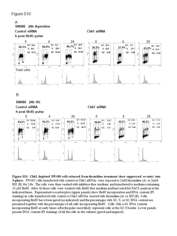 Figure S10 A B SW480 24h thymidine Control siRNA Chk1 siRNA