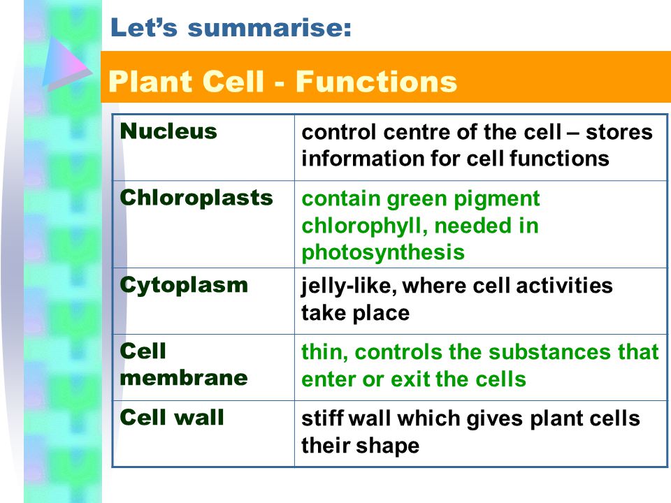 definition of nucleus in a plant cell